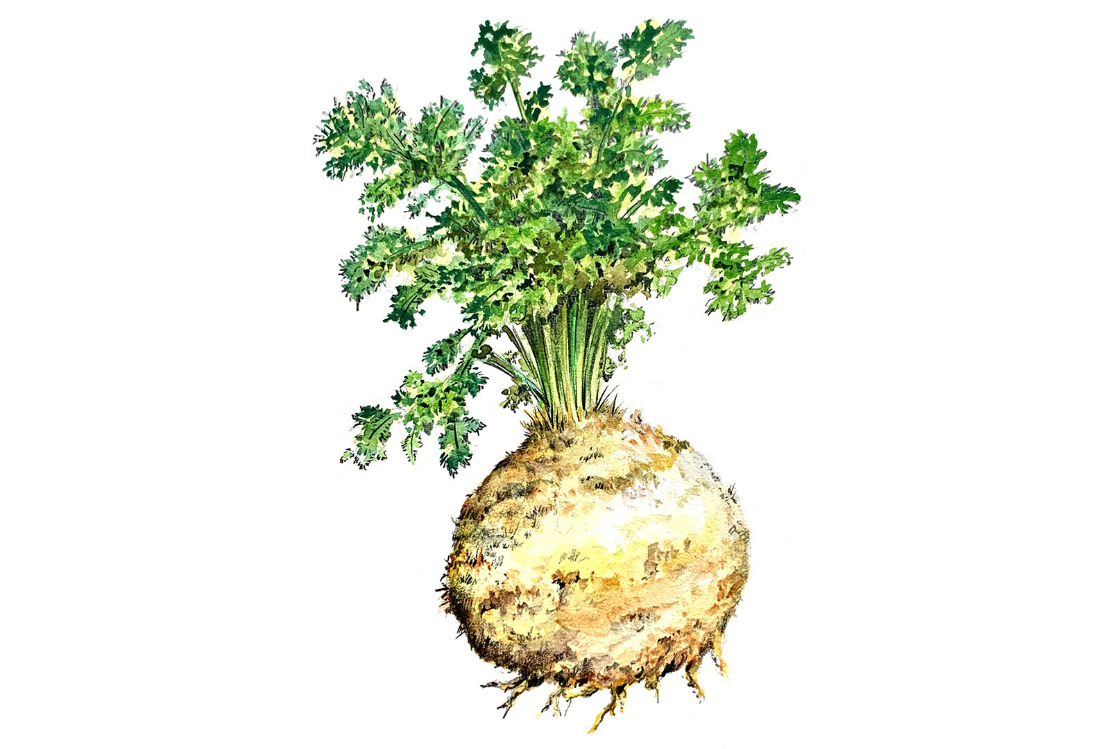 Celeriac